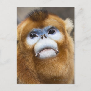 Male Golden Monkey Pygathrix roxellana, portrait Postcard