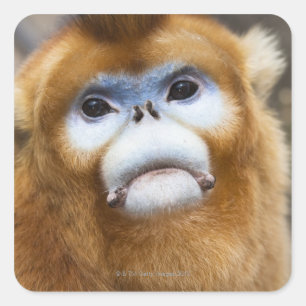 Male Golden Monkey Pygathrix roxellana, portrait Square Sticker