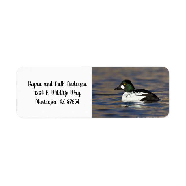 Male Goldeneye duck (Front)