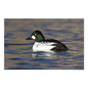 Male Goldeneye duck Photo Print