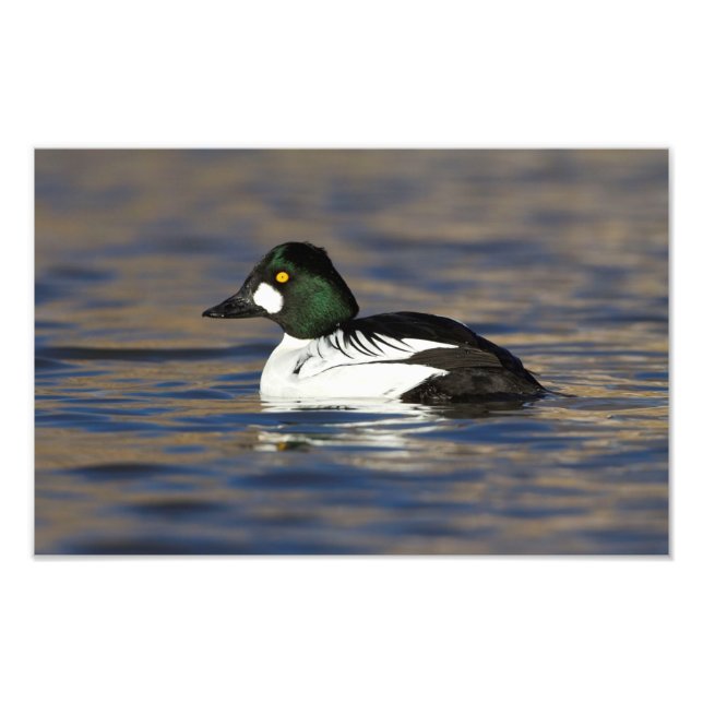 Male Goldeneye duck Photo Print (Front)
