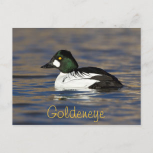 Male Goldeneye Duck Postcard