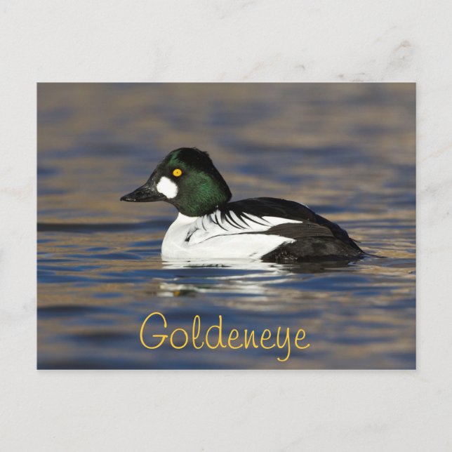Male Goldeneye Duck Postcard (Front)
