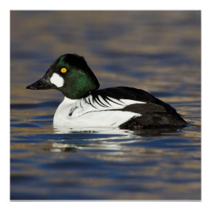 Male Goldeneye duck Poster