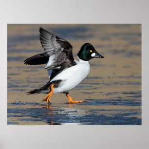 Male Goldeneye flapping on ice Poster