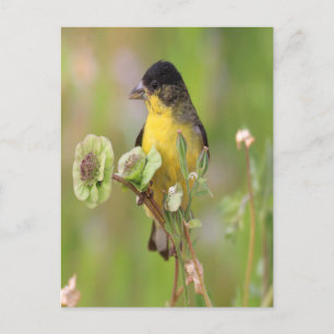 Male Goldfinch perched on flowers Postcard