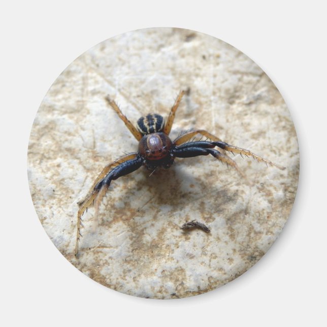 Male Ground Crab Spider Magnet (Front)