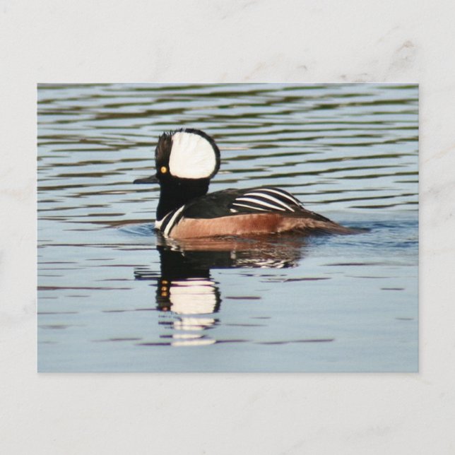 Male Hooded Merganser Duck Photo Postcard (Front)