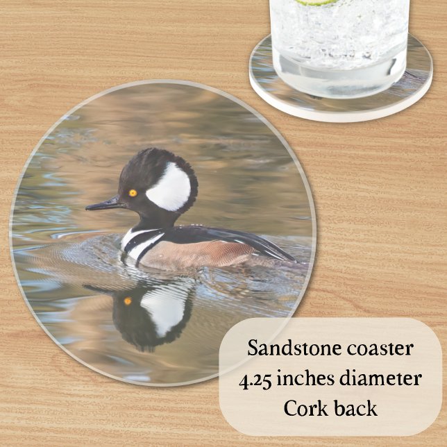 Male Hooded Merganser Swimming on Creek Coaster (A great gift for bird lovers, this sandstone coaster features a hooded merganser duck on the water.)