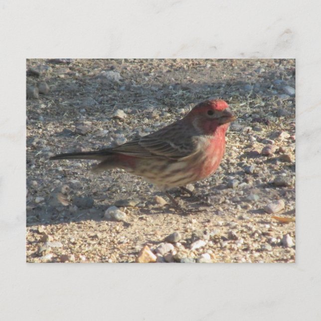 Male House Finch Postcard (Front)
