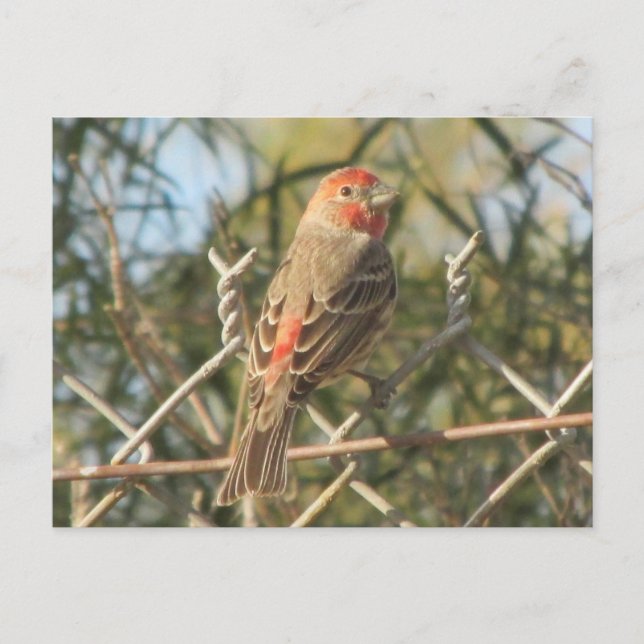 Male House Finch Postcard (Front)