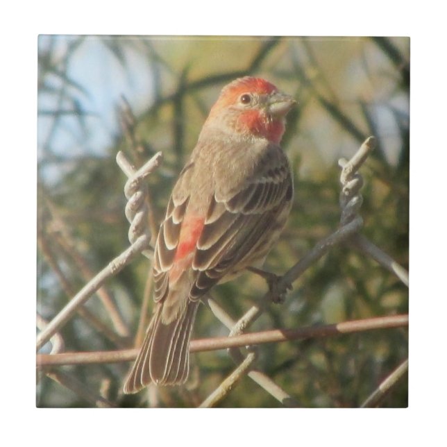 Male House Finch Tile (Front)