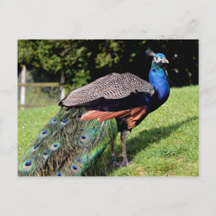 Male Indian Peafowl Postcard
