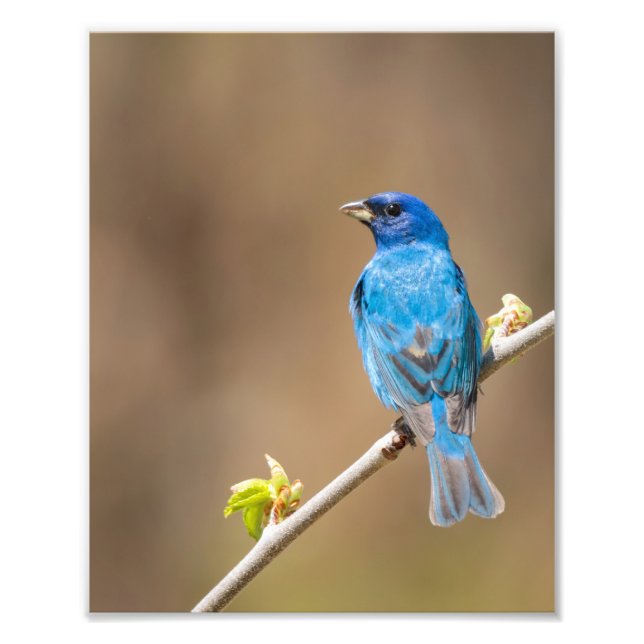 Male Indigo Bunting Bird In Spring Tree Photo Print (Front)