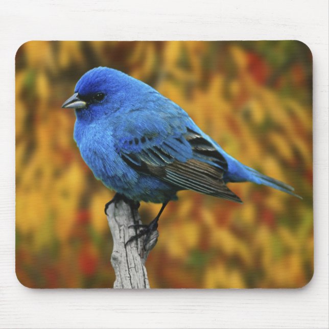 Male Indigo Bunting, Passerina cyanea Mouse Pad (Front)