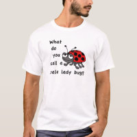 Male Lady Bug