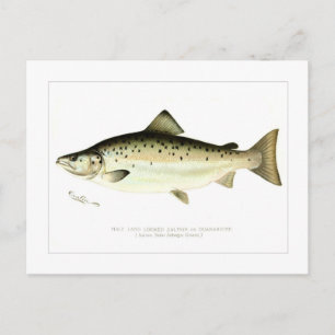 Male Land-locked Salmon or Quaniche Postcard