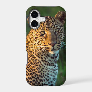 Male Leopard (Panthera Pardus) Full-Grown Cub