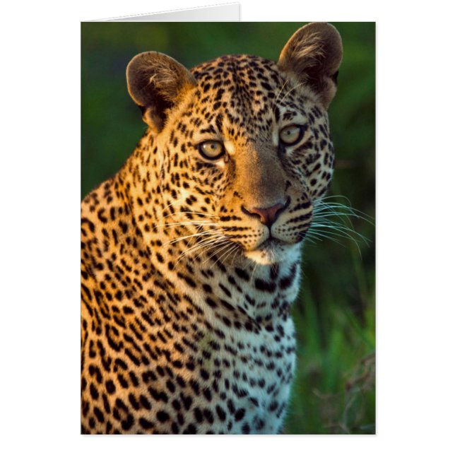 Male Leopard (Panthera Pardus) Full-Grown Cub (Front)