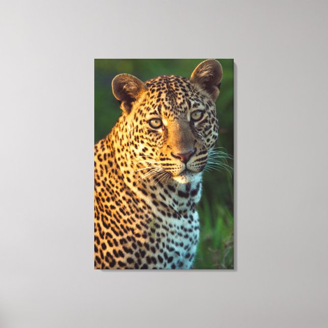 Male Leopard (Panthera Pardus) Full-Grown Cub Canvas Print (Front)
