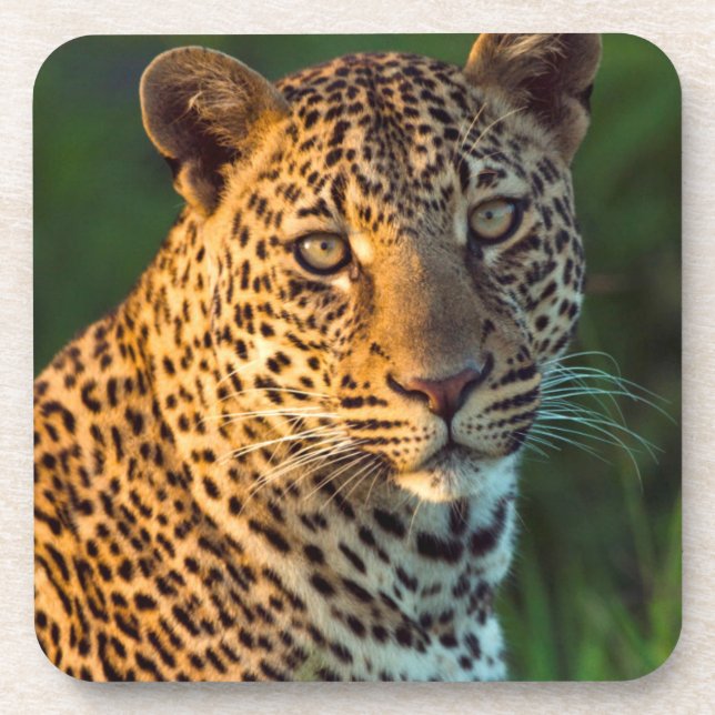 Male Leopard (Panthera Pardus) Full-Grown Cub Coaster (Front)