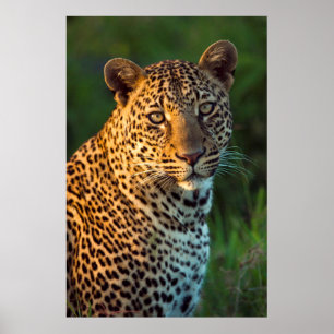 Male Leopard (Panthera Pardus) Full-Grown Cub Poster