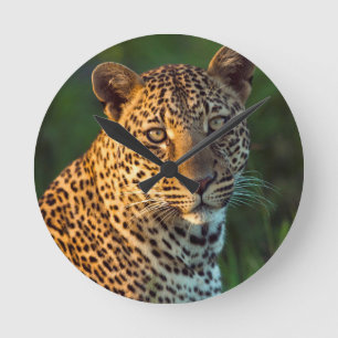 Male Leopard (Panthera Pardus) Full-Grown Cub Round Clock