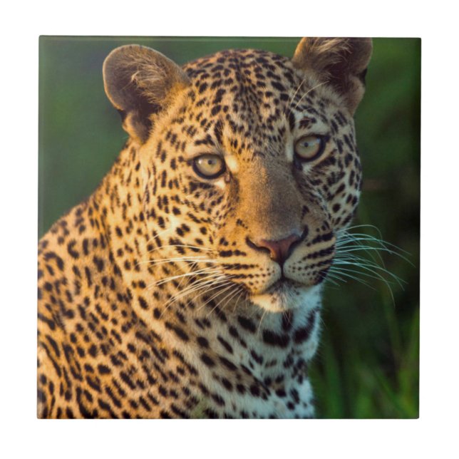 Male Leopard (Panthera Pardus) Full-Grown Cub Tile (Front)