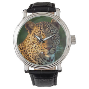 Male Leopard (Panthera Pardus) Full-Grown Cub Watch