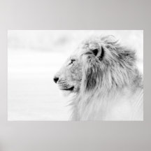 MALE LION - BLACK AND WHITE