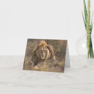 Male Lion Cards