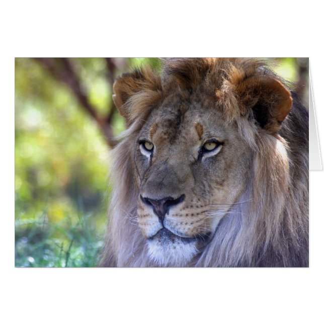Male Lion Headshot (Front Horizontal)