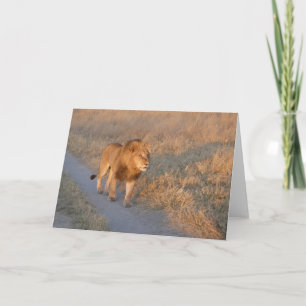 MALE LION ON THE PROWL CARD