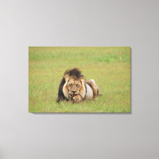 male lion, Panthera leo, cleaning itself, Canvas Print