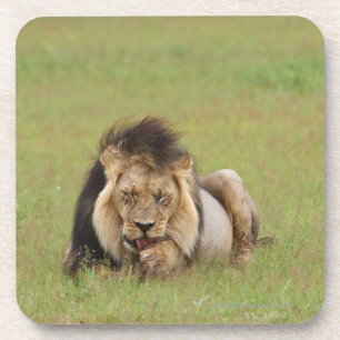 male lion, Panthera leo, cleaning itself, Coaster