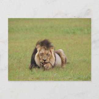 male lion, Panthera leo, cleaning itself, Postcard
