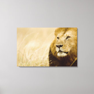 Male lion (Panthera leo) portrait, Masai Mara Canvas Print