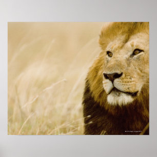 Male lion (Panthera leo) portrait, Masai Mara Poster