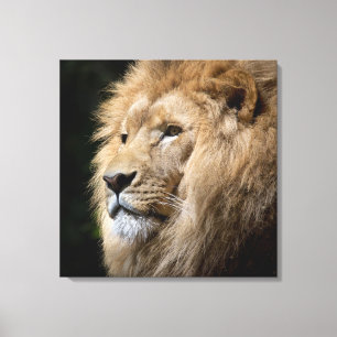 Male lion portrait on black background canvas print