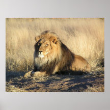 Male Lion Poster