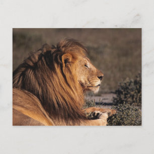 MALE LION - PROFILE POSTCARD