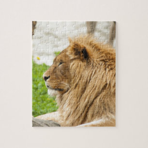Male Lion Resting in Grass Jigsaw Puzzle