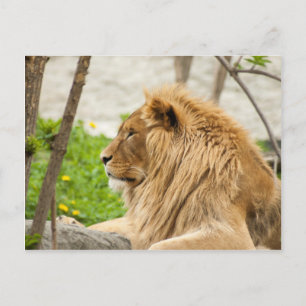 Male Lion Resting in Grass Postcard