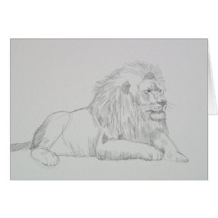 Male Lion Sketch