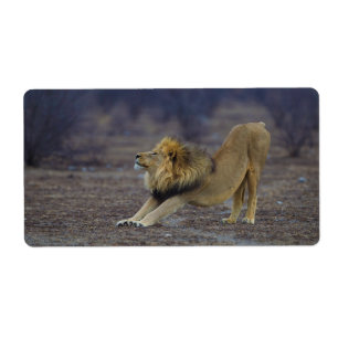 Male Lion Stretching Panthera Leo Yoga
