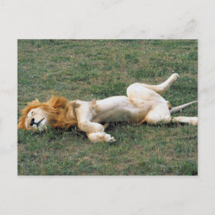 Male Lion Stretching Postcard