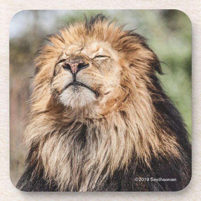 Male Lion Sunbathing Coaster (Front)