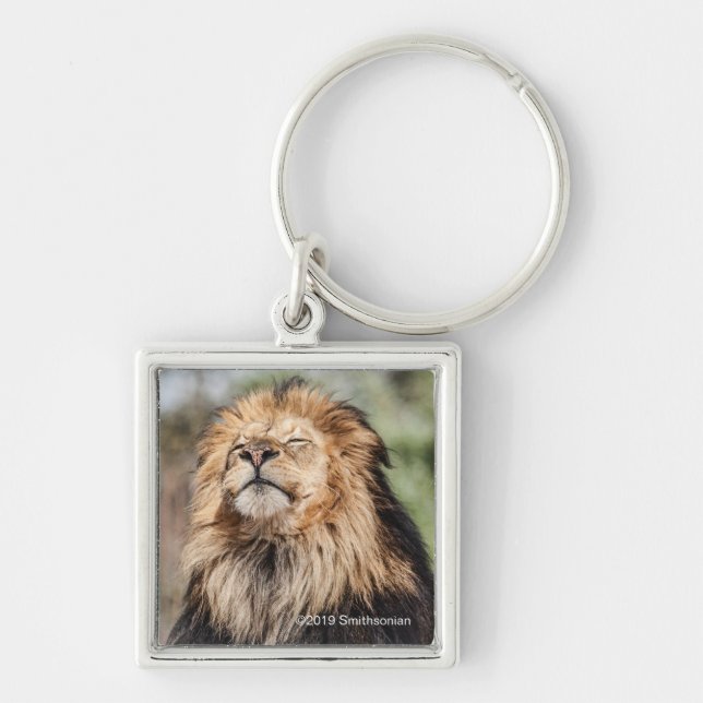 Male Lion Sunbathing Key Ring (Front)
