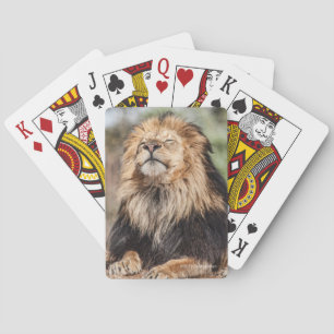 Male Lion Sunbathing Playing Cards
