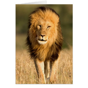Male Lion Walking